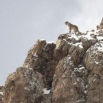 FRANCIA ESTÁ EN PANTALLA – “El leopardo de las nieves” de Marie Amiguet y Vincent Munier | Cine Yelmo Ideal