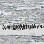 Mundos polares: exploraciones y desafíos