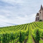 Conoce las regiones vitícolas de Francia: explora los mejores viñedos