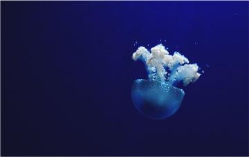 oceano medusa